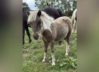 Shetland Ponys, Hengst, Fohlen (05/2025), 100 cm, Schecke
