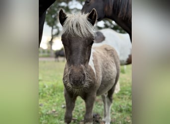 Shetland Ponys, Hengst, Fohlen (05/2025), 100 cm, Schecke