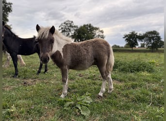 Shetland Ponys, Hengst, Fohlen (05/2025), 100 cm, Schecke