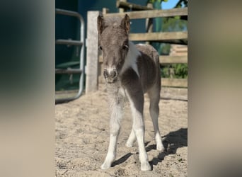 Shetland Ponys, Hengst, Fohlen (05/2025), 100 cm, Schecke