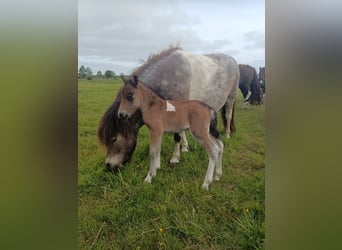 Shetland Ponys, Hengst, Fohlen (05/2023), 100 cm, Schecke
