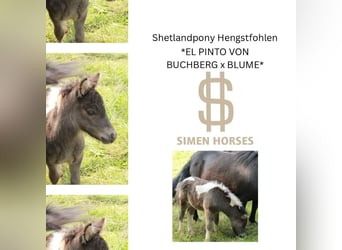 Shetland Ponys, Hengst, , 100 cm, Schecke
