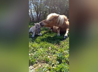 Shetland Ponys, Hengst, Fohlen (04/2026), 102 cm, Falbe