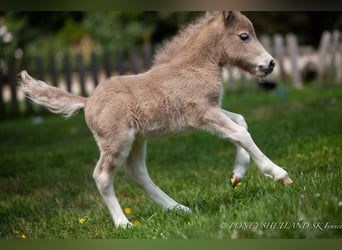 Shetland Ponys, Hengst, Fohlen (05/2025), 102 cm, Fuchs