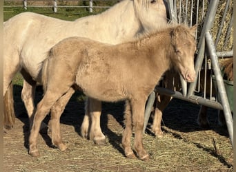 Shetland Ponys, Hengst, Fohlen (05/2026), 103 cm, Champagne