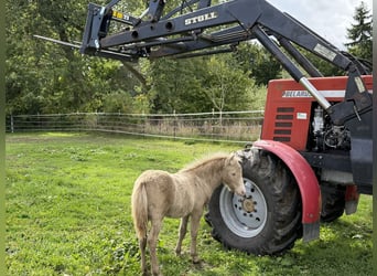 Shetland Ponys, Hengst, Fohlen (05/2026), 103 cm, Champagne