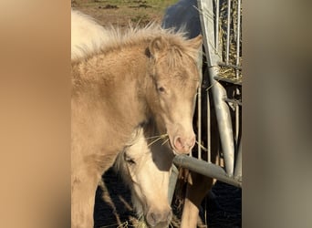 Shetland Ponys, Hengst, Fohlen (05/2026), 103 cm, Champagne