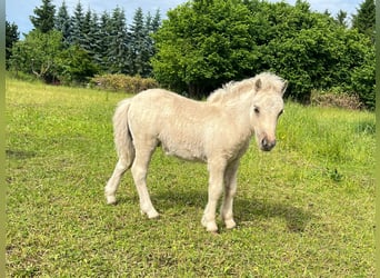 Shetland Ponys, Hengst, Fohlen (04/2026), 103 cm, Dunalino