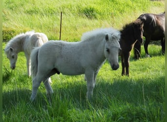 Shetland Ponys, Hengst, Fohlen (04/2026), 103 cm, Dunalino