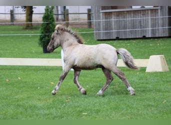 Shetland Ponys, Hengst, Fohlen (04/2026), 103 cm, Falbe