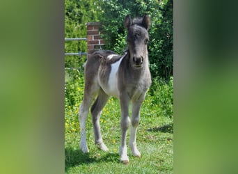 Shetland Ponys, Hengst, , 103 cm, Schecke