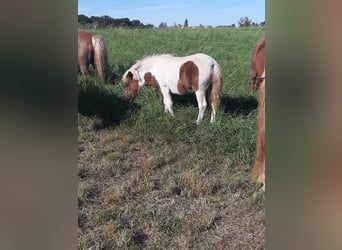 Shetland Ponys, Hengst, Fohlen (04/2025), 103 cm, Schecke