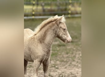 Shetland Ponys, Hengst, Fohlen (05/2026), 104 cm, Champagne