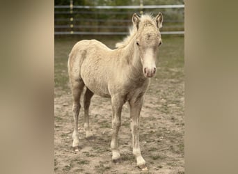 Shetland Ponys, Hengst, Fohlen (05/2026), 104 cm, Champagne