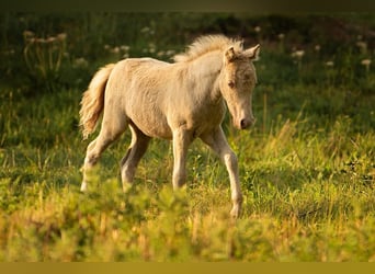 Shetland Ponys, Hengst, Fohlen (05/2026), 104 cm, Champagne