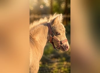 Shetland Ponys, Hengst, Fohlen (05/2026), 104 cm, Champagne