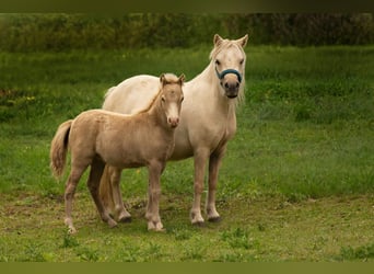 Shetland Ponys, Hengst, Fohlen (05/2026), 104 cm, Champagne