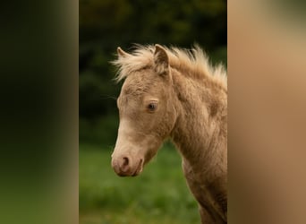 Shetland Ponys, Hengst, Fohlen (05/2026), 104 cm, Champagne