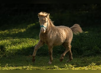 Shetland Ponys, Hengst, Fohlen (05/2026), 104 cm, Champagne