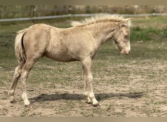 Shetland Ponys, Hengst, Fohlen (05/2026), 104 cm, Champagne