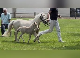 Shetland Ponys, Hengst, Fohlen (05/2026), 104 cm, Champagne