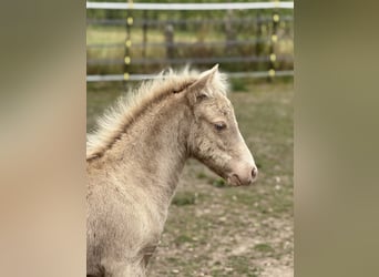 Shetland Ponys, Hengst, Fohlen (05/2026), 104 cm, Champagne