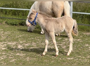Shetland Ponys, Hengst, Fohlen (05/2026), 104 cm, Champagne
