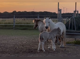 Shetland Ponys, Hengst, Fohlen (05/2026), 104 cm, Champagne