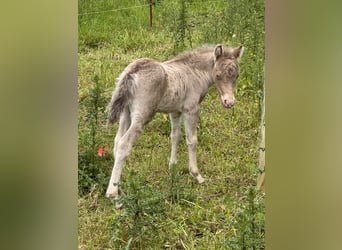 Shetland Ponys, Hengst, Fohlen (05/2026), 104 cm, Champagne