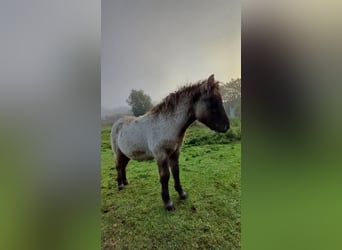 Shetland Ponys, Hengst, Fohlen (04/2026), 104 cm, Falbe