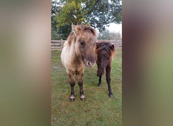 Shetland Ponys, Hengst, Fohlen (04/2026), 104 cm, Falbe