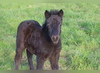 Shetland Ponys, Hengst, Fohlen (03/2026), 104 cm, Rappe