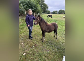 Shetland Ponys, Hengst, Fohlen (04/2026), 105 cm, Brauner