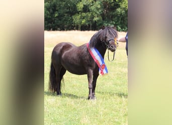 Shetland Ponys, Hengst, Fohlen (04/2026), 105 cm, Brauner
