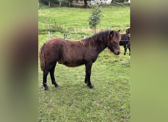 Shetland Ponys, Hengst, Fohlen (04/2026), 105 cm, Brauner