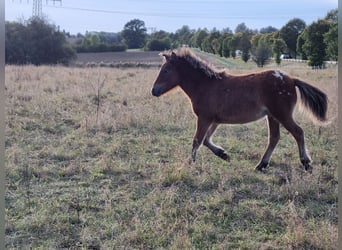 Shetland Ponys, Hengst, Fohlen (04/2024), 105 cm, Tigerschecke