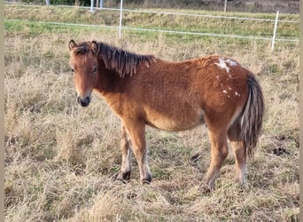 Shetland Ponys, Hengst, Fohlen (04/2024), 105 cm, Tigerschecke