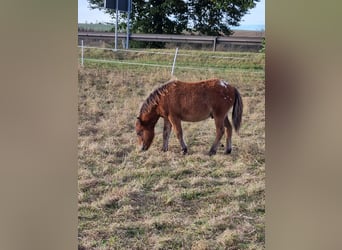 Shetland Ponys, Hengst, Fohlen (04/2024), 105 cm, Tigerschecke