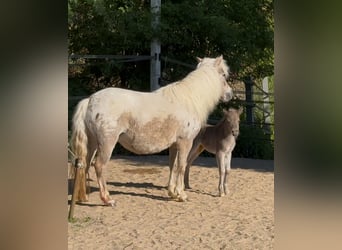 Shetland Ponys, Hengst, , 105 cm, Tigerschecke