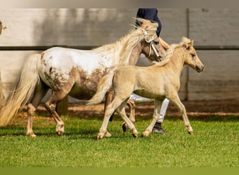 Shetland Ponys, Hengst, Fohlen (05/2025), 105 cm, Tigerschecke