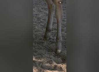 Shetland Ponys, Hengst, , 105 cm, Tigerschecke