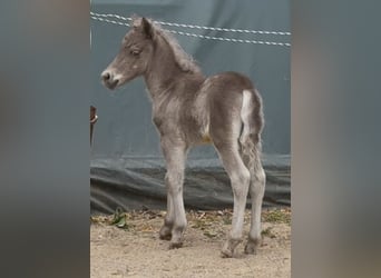 Shetland Ponys, Hengst, , 105 cm, Tigerschecke