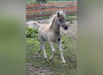 Shetland Ponys, Hengst, , 105 cm, Tigerschecke