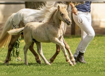 Shetland Ponys, Hengst, Fohlen (05/2025), 105 cm, Tigerschecke