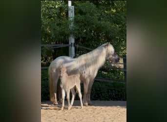 Shetland Ponys, Hengst, , 105 cm, Tigerschecke