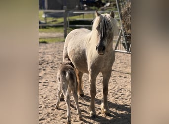 Shetland Ponys, Hengst, , 105 cm, Tigerschecke