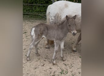 Shetland Ponys, Hengst, , 105 cm, Tigerschecke