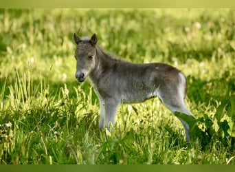 Shetland Ponys, Hengst, , 105 cm, Tigerschecke