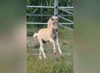 Shetland Ponys, Hengst, , 105 cm, Tigerschecke