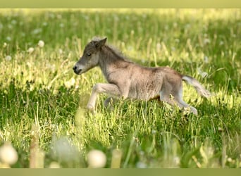 Shetland Ponys, Hengst, , 105 cm, Tigerschecke